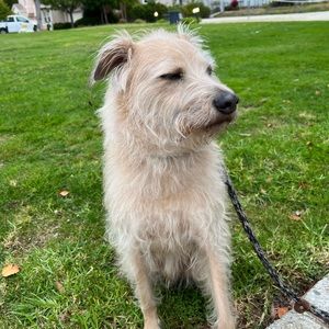 Meet your Posher, Iris